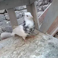 کفتر نر طوقی هتفرنگ|پرنده|اصفهان, شهرک صنعتی امیرکبیر (شاپور جدید)|دیوار