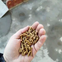 کنسانتره خوراک دام