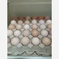 تخم مرغ نطفه دار گلین قیمت 20