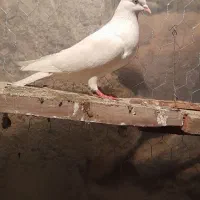 کبوتر های پرشی عالی ساعت بالا|پرنده|مشگین شهر, |دیوار