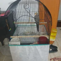 عروس هلندی نر|پرنده|کنگاور, |دیوار