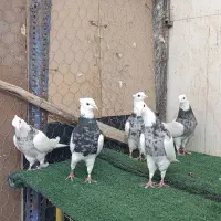 طوقی ۶ عدد نر اس|پرنده|شاهینشهر, عطار|دیوار