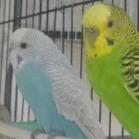 مرغ عشق جفت|پرنده|مشهد, منزل آباد|دیوار
