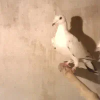 کبوتر پلاکی بزک|پرنده|شیراز, بازار|دیوار