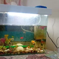 آکواریوم شیشه گرد با ماهی