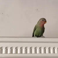 طوطی برزیلی|پرنده|تهران, شهرک دریا|دیوار