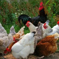 پر کردن و تمیز کردن مرغ و اردک و غیره