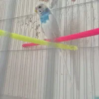 مرغ عشق|پرنده|کرمان, |دیوار