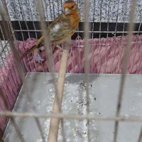 سیره قناری به شرط نر