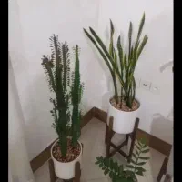 گل طبیعی دیفن سانسوریا عبایی کاکتوس زامفولیا|گل و گیاه طبیعی|مشهد, پنجتن|دیوار
