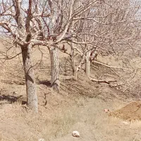 خرید چوب