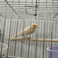 قناری نر و ماده