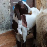 بز با بره درهندیجان|حیوانات مزرعه|بندر ماهشهر, |دیوار