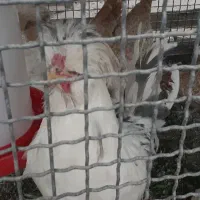 مرغ وخروس سلطان ونیمچه سلطان