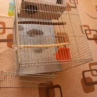 قفس پرنده|لوازم جانبی حیوانات|مبارکه, |دیوار