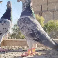 قره سبز سوسکی|پرنده|تربت‌حیدریه, سرمحله|دیوار
