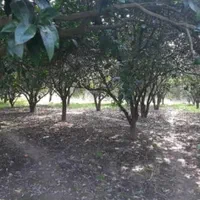 زمین کشاوزی ۲۴۴۰متری (قابل تفکیک) صدمیلیون|فروش دفتر صنعتی، کشاورزی، تجاری|قائم‌شهر, |دیوار