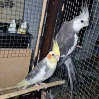 دو عدد عروس هلندی نر بالغ تظمینی و جوجه سرلاکی|پرنده|آزادشهر, |دیوار