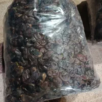 خرما درجه دو|خوردنی و آشامیدنی|شبانکاره, |دیوار