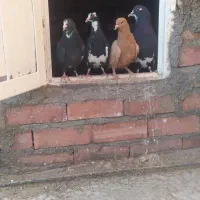 پلنگ|پرنده|زرند, |دیوار