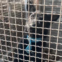 سگ نگهبان ژرمن بلاک