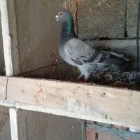 کفتر|حیوانات|ایرانشهر, |دیوار