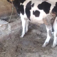 گوساله نر هلشتاین آمریکایی اصل|حیوانات مزرعه|مینودشت, |دیوار