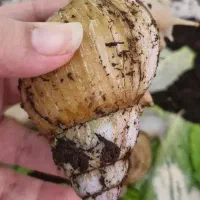 واگذاری فوری رایگان **