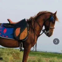 نریان ۴ ساله