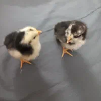 جوجه گلین،سبرایت،گلپایگانی|حیوانات مزرعه|یزد, |دیوار