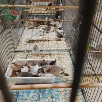 فنچ نوک دورنگ|پرنده|کهریزک, |دیوار