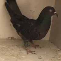 کفتر کبوتر پرنده