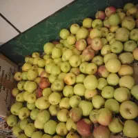 سیب محلی دلی خیارکال|خوردنی و آشامیدنی|لنده, |دیوار