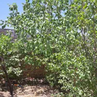 فروش ویلا قودجان|فروش خانه و ویلا|خوانسار, |دیوار