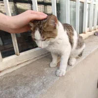 واگذاری گربه رایگان|گربه|اراک, |دیوار