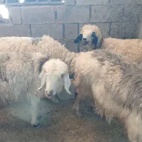 ۳ میش و یه بره معاوزه با بز|حیوانات مزرعه|مسجد سلیمان, |دیوار