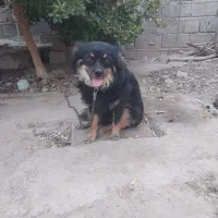 سگ فروشی قیمت ۲ملیون|سگ|عنبرآباد, |دیوار