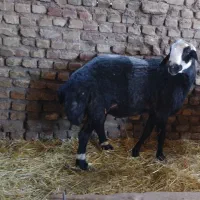 فروش قوچ پلنگی