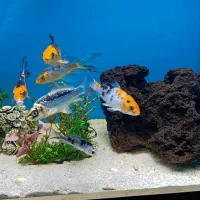 فروش آکواریوم|ماهی|زاهدان, |دیوار