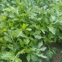 شیتیل گوجه فرنگی