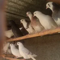 کفتر پرشی|پرنده|یزد, |دیوار