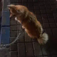 پامر روباه ای