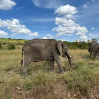 تور ویژه بهمن و عید نوروز کنیا در آفریقا|تور و چارتر|رشت, تازه آباد|دیوار