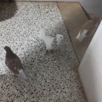 فروش کبوتر|پرنده|بهبهان, |دیوار