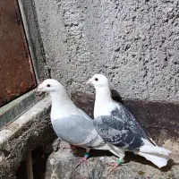 پشت گراف کویتی