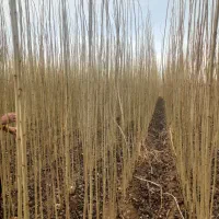 نهال صنوبر درجه یک با قیمت مناسب|خدمات باغبانی و درختکاری|میاندوآب, |دیوار