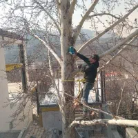 هرس درخت|خدمات باغبانی و درختکاری|محمدیه-قزوین, |دیوار