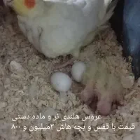 عروس هلندی دستی