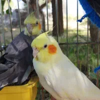 عروس هلندی مولد سخنگو