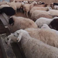 فروش گله گوسفند